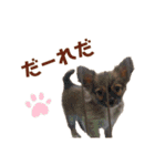 うちのちょびさん（個別スタンプ：18）
