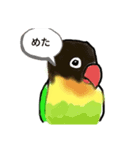 ボタンインコ長野弁（個別スタンプ：1）