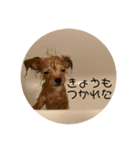 しゅうまいのスタンプ（個別スタンプ：9）