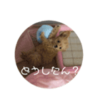 しゅうまいのスタンプ（個別スタンプ：14）