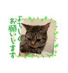 ニコルの日常（個別スタンプ：1）