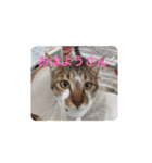 おスピ〜劇場版（個別スタンプ：1）