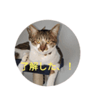 おスピ〜劇場版（個別スタンプ：3）