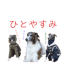 イッヌと。4（個別スタンプ：25）