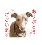 イッヌと。4（個別スタンプ：34）