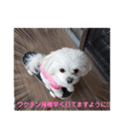 LUNA＆SEAちゃんの使える会話です！！～（個別スタンプ：1）