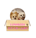 LUNA＆SEAちゃんの使える会話です！！～（個別スタンプ：2）