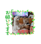 LUNA＆SEAちゃんの使える会話です！！～（個別スタンプ：3）