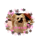 LUNA＆SEAちゃんの使える会話です！！～（個別スタンプ：11）