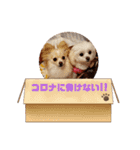 LUNA＆SEAちゃんの使える会話です！！～（個別スタンプ：17）