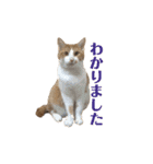 ねこのじろうくん（個別スタンプ：6）