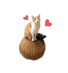 ねこのじろうくん（個別スタンプ：9）