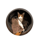 ねこのじろうくん（個別スタンプ：14）