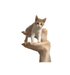 ねこのじろうくん（個別スタンプ：20）