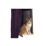 ねこのじろうくん（個別スタンプ：23）