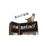 ねこのじろうくん（個別スタンプ：25）