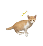 ねこのじろうくん（個別スタンプ：28）