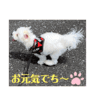 マルチーズ❤️めりる❤️日常③（個別スタンプ：13）