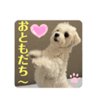 マルチーズ❤️めりる❤️日常③（個別スタンプ：19）