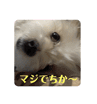 マルチーズ❤️めりる❤️日常③（個別スタンプ：23）