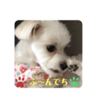 マルチーズ❤️めりる❤️日常（個別スタンプ：2）