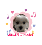 マルチーズ❤️めりる❤️All in one（個別スタンプ：1）