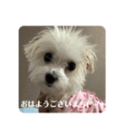 マルチーズ❤️めりる❤️挨拶①（個別スタンプ：1）