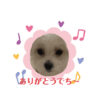 マルチーズ❤️めりる❤️挨拶①（個別スタンプ：4）