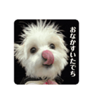 マルチーズ❤️めりる❤️挨拶①（個別スタンプ：5）