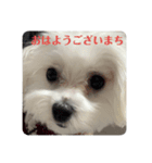 マルチーズ❤️めりる❤️③（個別スタンプ：4）
