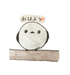 可愛いすぎるシマエナガ（個別スタンプ：1）