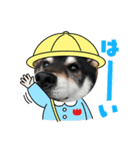 黒柴りゅう（個別スタンプ：3）