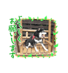 黒柴りゅう（個別スタンプ：6）