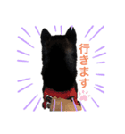 黒柴りゅう（個別スタンプ：8）