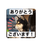 ゴマの日常2（個別スタンプ：1）