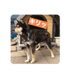 ゴマの日常2（個別スタンプ：2）