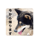 ゴマの日常2（個別スタンプ：7）
