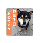 ゴマの日常2（個別スタンプ：8）