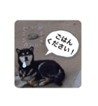 ゴマの日常2（個別スタンプ：11）