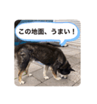 ゴマの日常2（個別スタンプ：18）