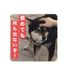ゴマの日常2（個別スタンプ：19）