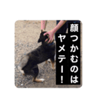 ゴマの日常2（個別スタンプ：20）