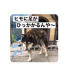 ゴマの日常2（個別スタンプ：22）