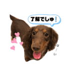 あたちの日常スタンプでしゅ（個別スタンプ：13）