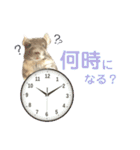 チンチラのむぅちゃん②（個別スタンプ：6）