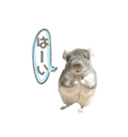 チンチラのむぅちゃん②（個別スタンプ：7）
