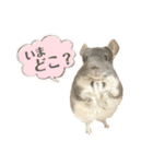 チンチラのむぅちゃん②（個別スタンプ：8）