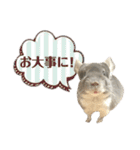 チンチラのむぅちゃん②（個別スタンプ：11）
