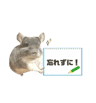 チンチラのむぅちゃん②（個別スタンプ：13）