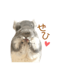 チンチラのむぅちゃん②（個別スタンプ：21）
